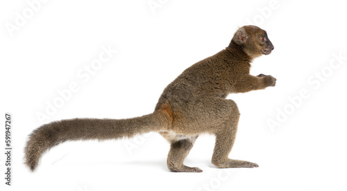 Fototapeta Naklejka Na Ścianę i Meble -  Back view of a Greater bamboo lemur going away, Prolemur simus, Isolated on white