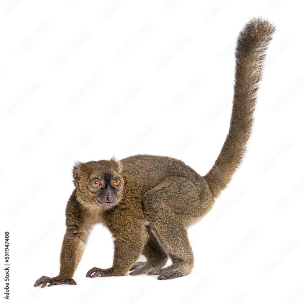 Fototapeta premium Greater bamboo lemur, Prolemur simus, Isolated on white