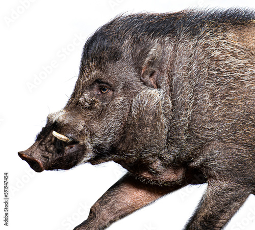 Side view of a Visayan warty pig showing its tusks, Sus cebifrons negrinus, Isolated on white