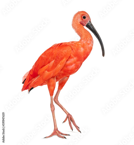 Side view of a Scarlet ibis walking, Eudocimus ruber, Isolated on white photo