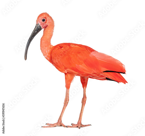 Φωτογραφία Side view of a Scarlet ibis looking at the camera, Eudocimus ruber, Isolated on