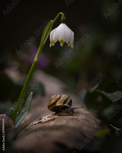 märzenbecher and snail