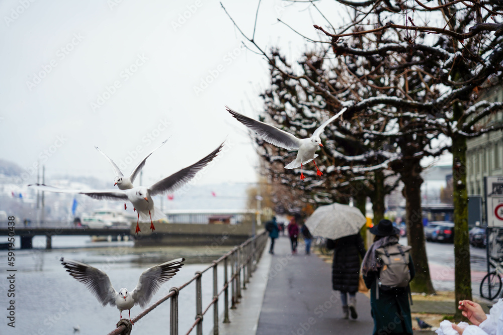 Fototapeta premium Flying Bird