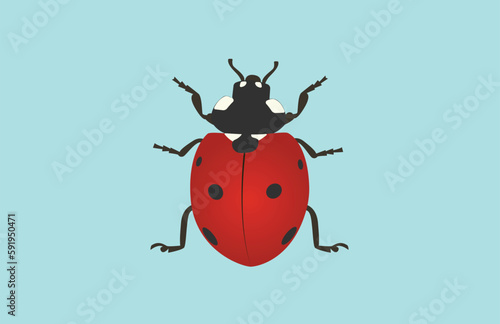 illustration of a ladybug