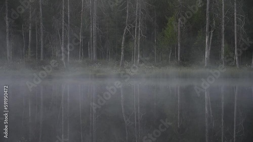 A swampy pond in the forests of eastern Finland in summer night with mist