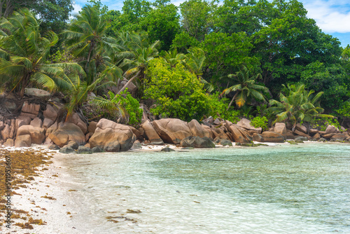 Palm trees and granite rocks in Anse Severe beach