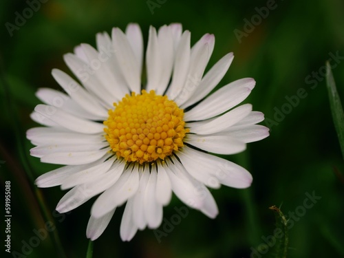 Daisy flower stamen seeds macro close up