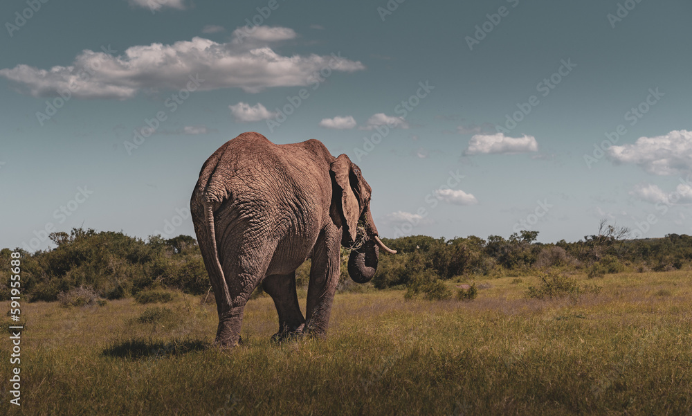 elephant in addo elephant park