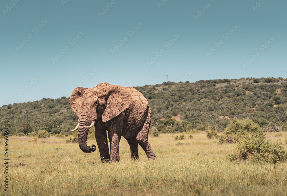 elephant in addo elephant park