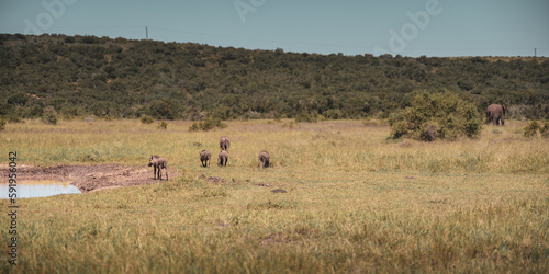 warthogs at addo park
