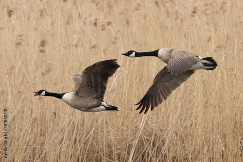 canadian goose in flight