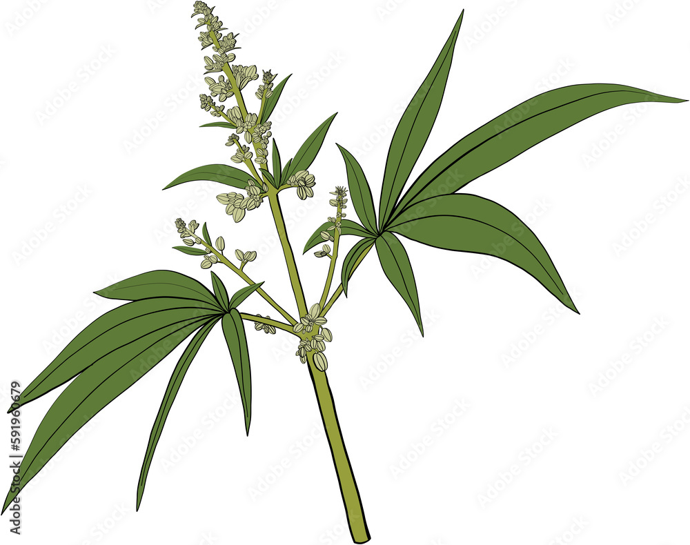 Fototapeta premium simplicity cannabis plant freehand drawing.