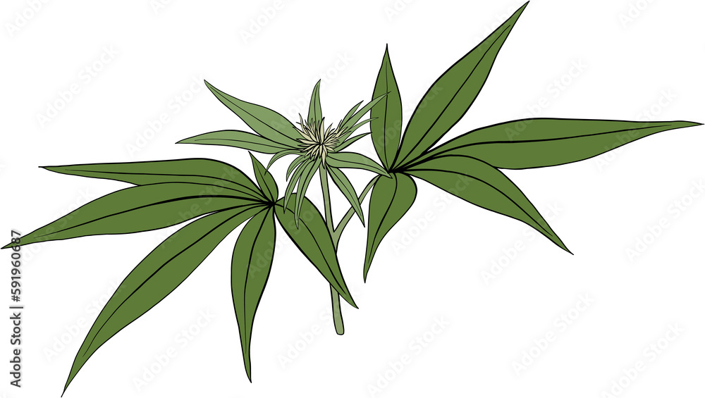 simplicity cannabis plant freehand drawing. simplicity cannabis plant freehand drawing.