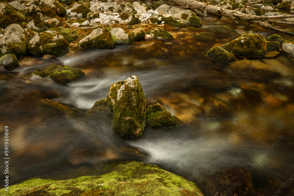 Bohinj Bistrica river with flow in north fresh Slovenia in nice forest