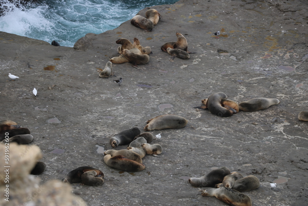 Fototapeta premium a group of sea lions resting on rock on the Atlantic coast of South America
