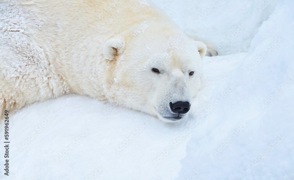 polar bear in the snow polar bear in the snow