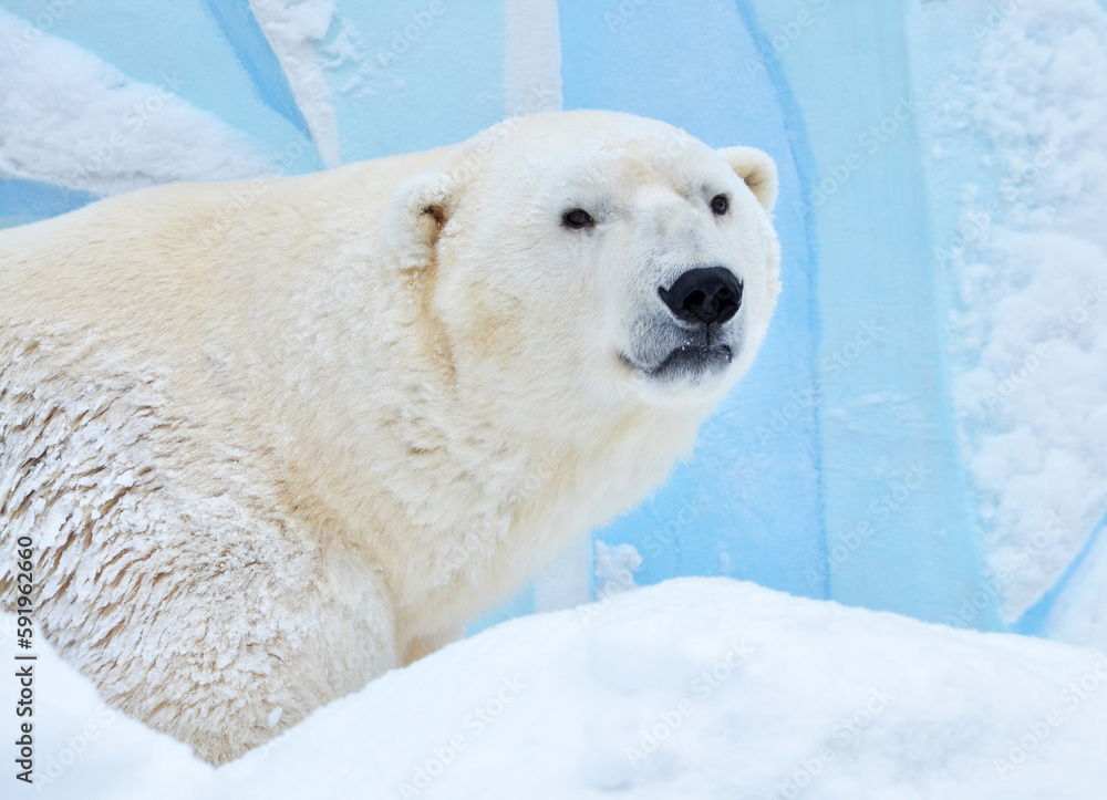 polar bear in the snow polar bear in the snow