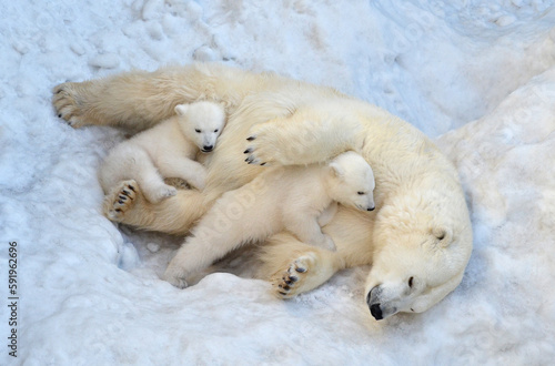 A polar bear with cubs lies on the snow