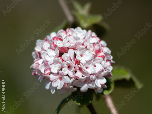 Closeup of flowers of arrowwood Viburnum carlesii 'Diana' in a garden in spring  photo