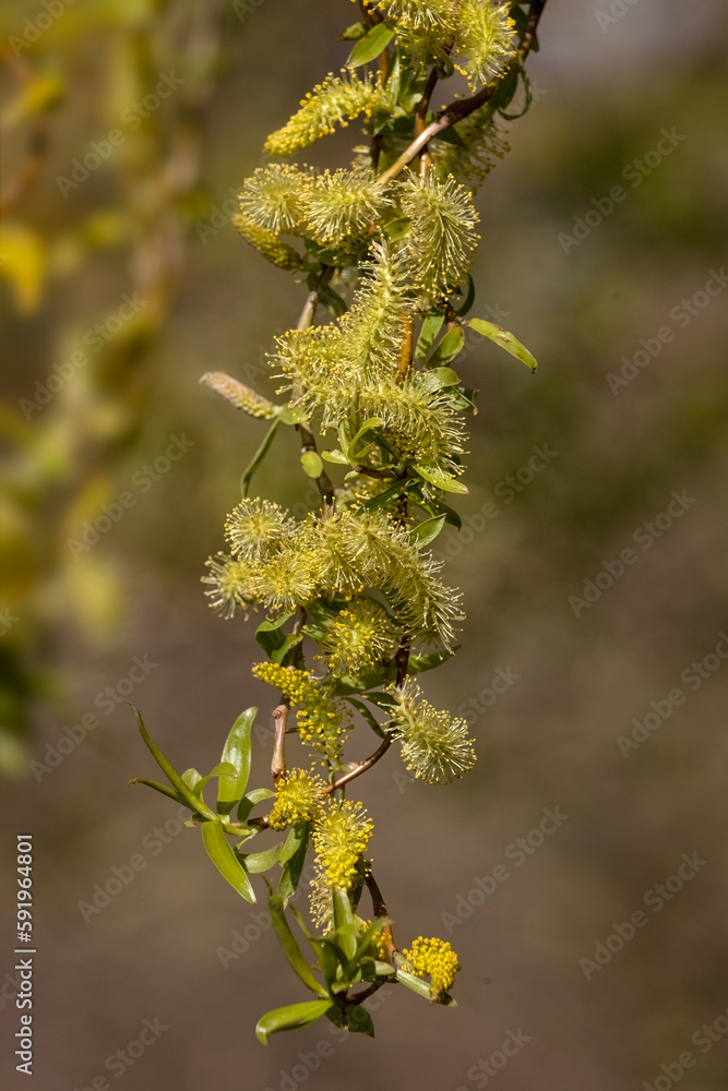 Closeup of Catkins of White Willow tree (Salix alba) in Spring Closeup of Catkins of White Willow tree (Salix alba) in Spring