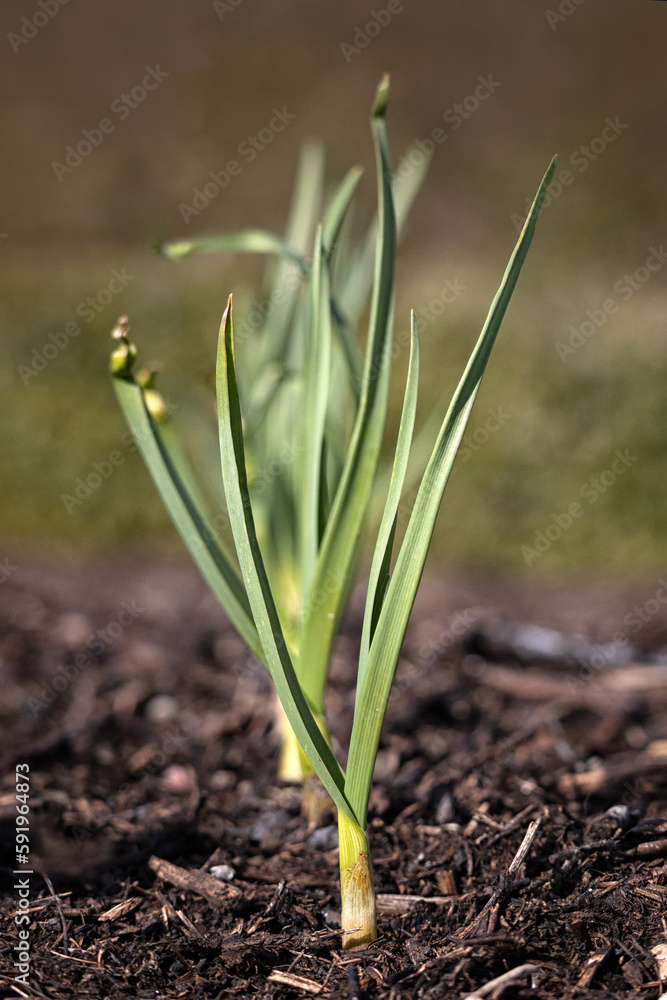 Closeup of Garlic (Allium sativum) bulbs growing in a vegetable garden in spring Closeup of Garlic (Allium sativum) bulbs growing in a vegetable garden in spring
