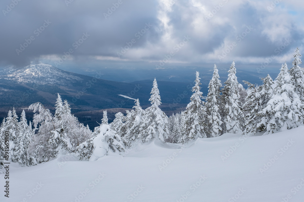 Snowy tree branches against the blue sky after a heavy snowfall in the Ural mountains Snowy tree branches against the blue sky after a heavy snowfall in the Ural mountains