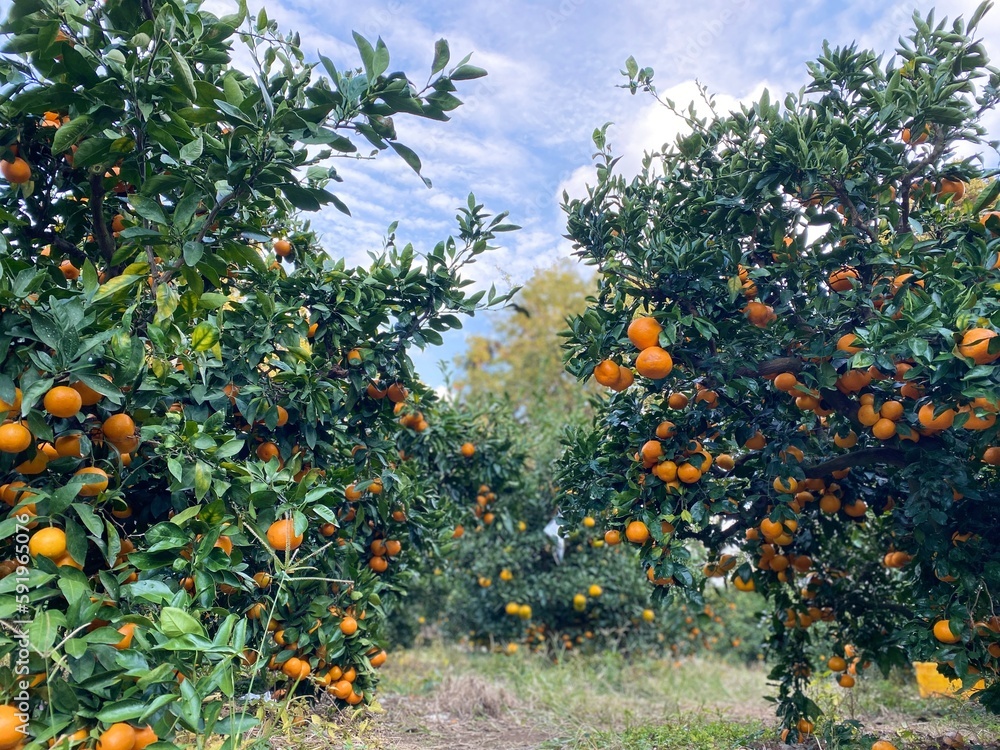 Tangerine trees in Jeju Island