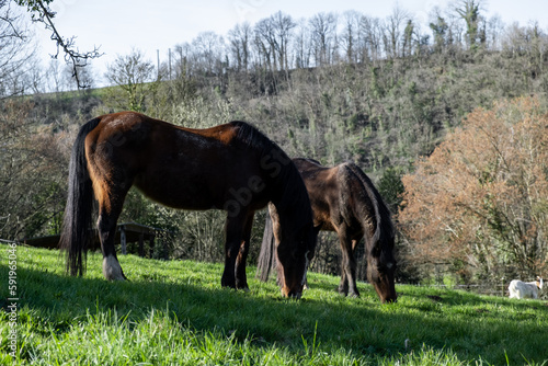 Two horses are eating grass in a hilly area. Breeding horses.