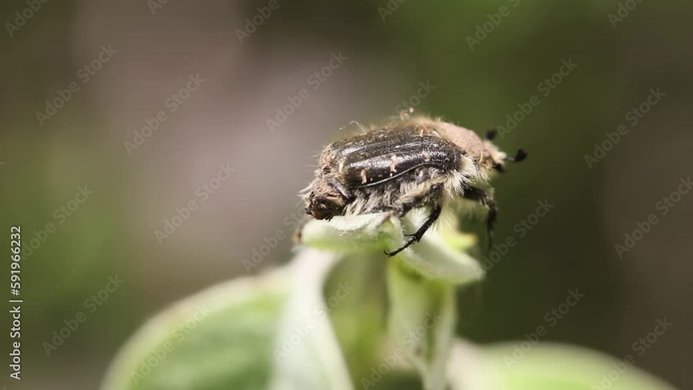 pest beetle (tropinota hirta) swaying on a green leaf pest beetle (tropinota hirta) swaying on a green leaf