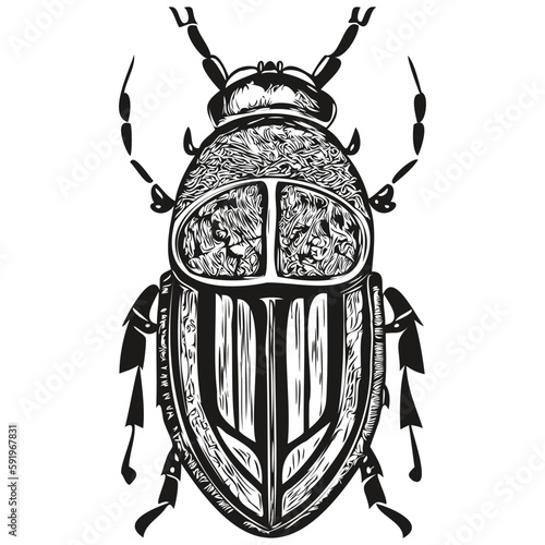 Black and white linear paint draw beetle vector illustration beetles