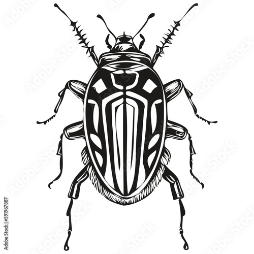 Engrave beetle illustration in vintage hand drawing style beetles