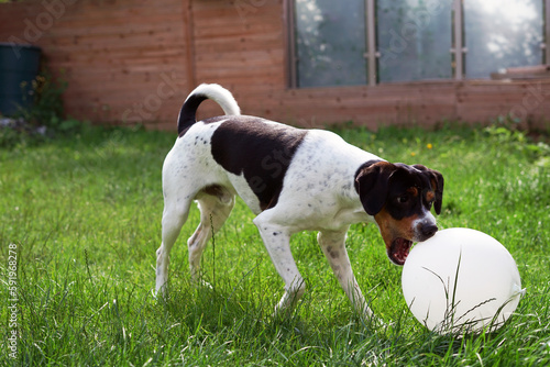 Fototapeta Naklejka Na Ścianę i Meble -  jack russell terrier playing with ball