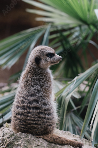 Meerkat