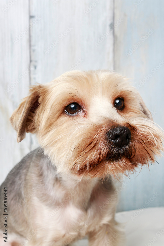 Yorkshire Terrier is sitting on the pillow. Yorkshire Terrier is sitting on the pillow.