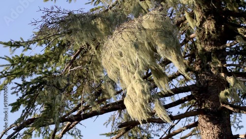 Usnea or beard lichen on spruce tree