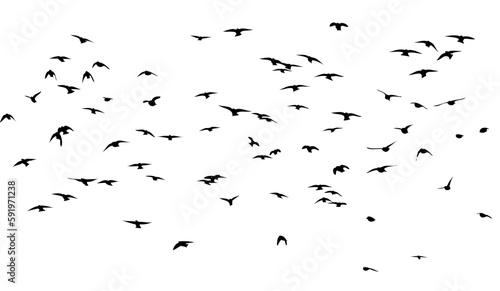 A flock of flying birds. Free birds. Vector illustration