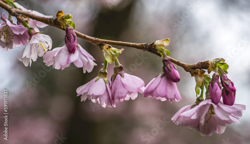 Spring Arrives With Cherry Blossom Coming Into Bloom; East Boldon, England photo