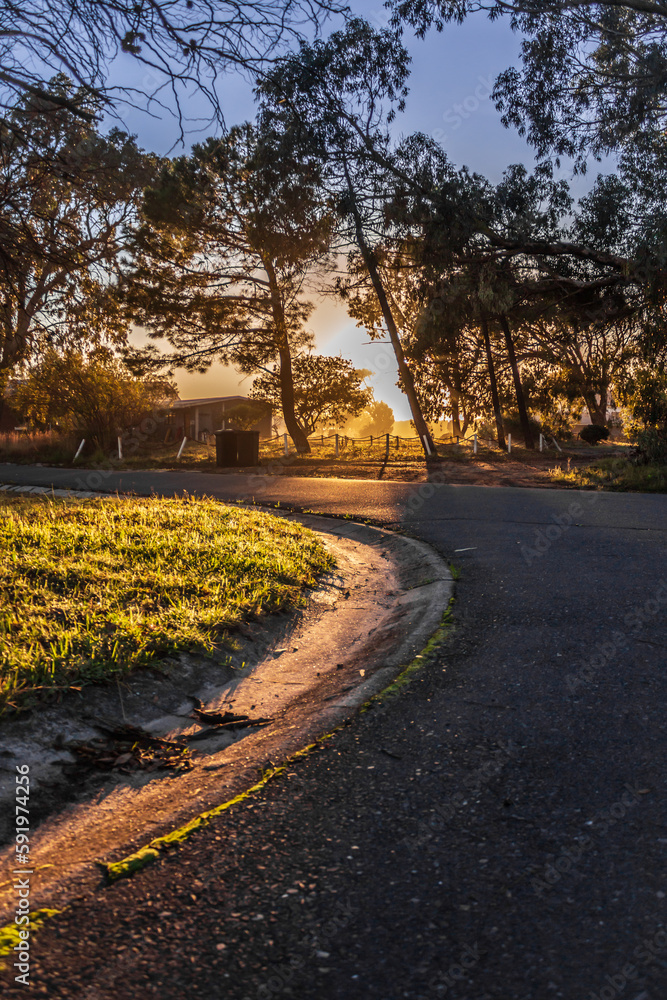 Naklejka premium A curving tar road surrounded by beautiful green gum trees and buildings at sunrise, Cape Town, South Africa