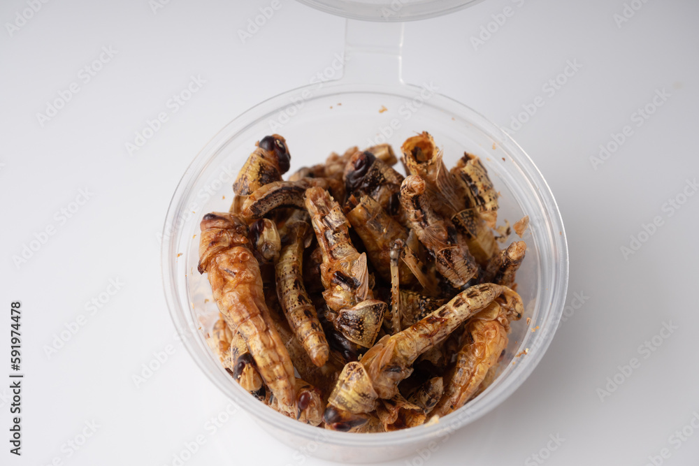 edible grasshopper in a transparent box on a white background edible grasshopper in a transparent box on a white background