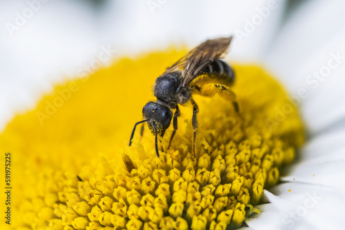 A bee wears pollen while seeking nectar from flowers; Astoria, Oregon, United States of America photo