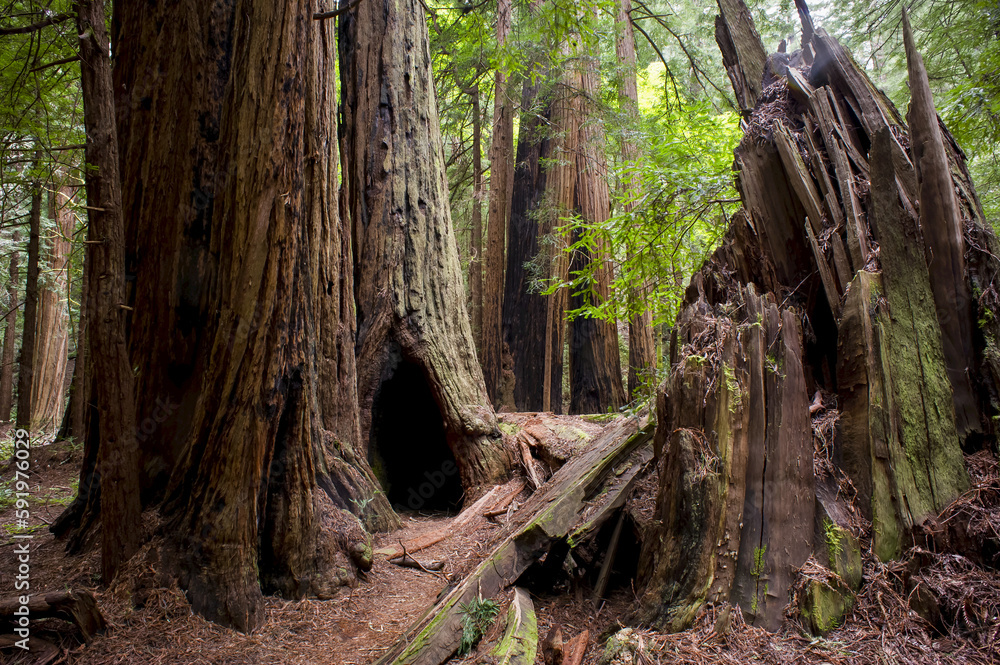 Muir Woods, Mount Tamalpais; California, United States of America Muir Woods, Mount Tamalpais; California, United States of America