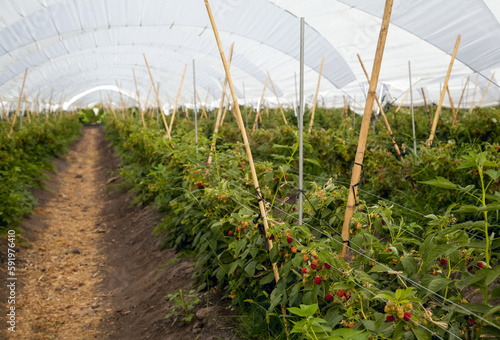 Rows of red raspberries (varying stages of ripeness) in a shade house; Tuxcueca, Lake Chapala, Jalisco, Mexico photo