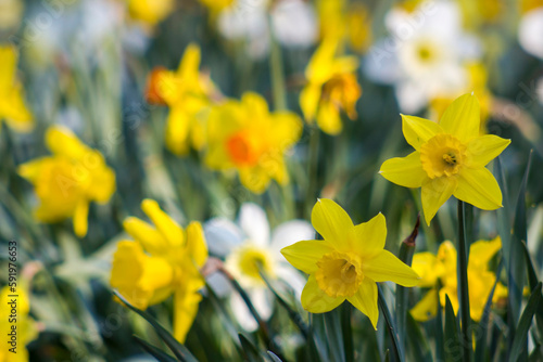 The daffodil, Narcissus pseudonarcissus