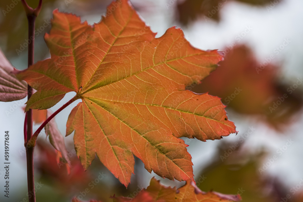 Details are revealed in a Vine Maple leaf; Astoria, Oregon, United States of America Details are revealed in a Vine Maple leaf; Astoria, Oregon, United States of America