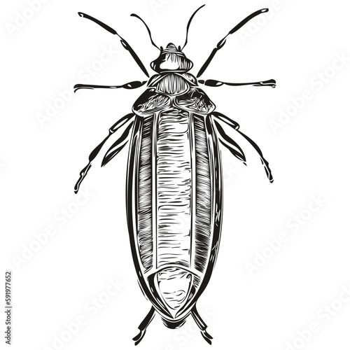 Funny cartoon bug, line art illustration ink sketch bugs