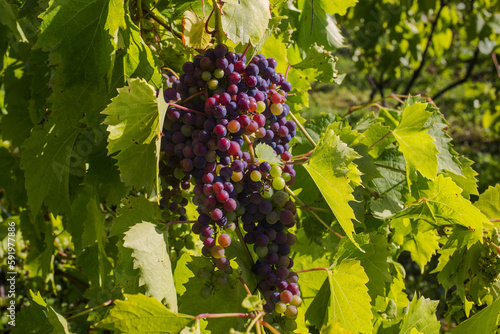 Frontenac Gris grapes growing on a vine; Shefford, Quebec, Canada photo