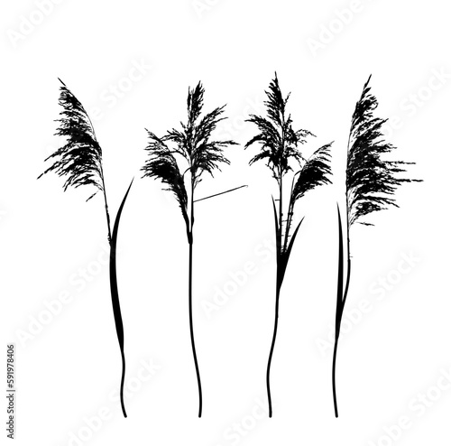 Set of reeds silhouette objects. Vector illustration