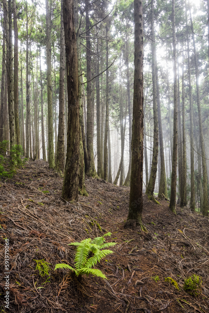 Tall Redwood trees at 6,000 feet elevation, Poli Poli State Park; Kula, Maui, Hawaii, United States of America