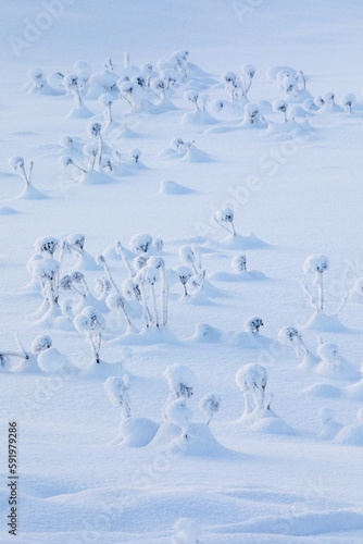 Cow parsnip (Heracleum maximum) sticking out above the snow after a fresh snowfall, Turnagain Pass, Kenai Peninsula, South-central Alaska; Alaska, United States of America photo