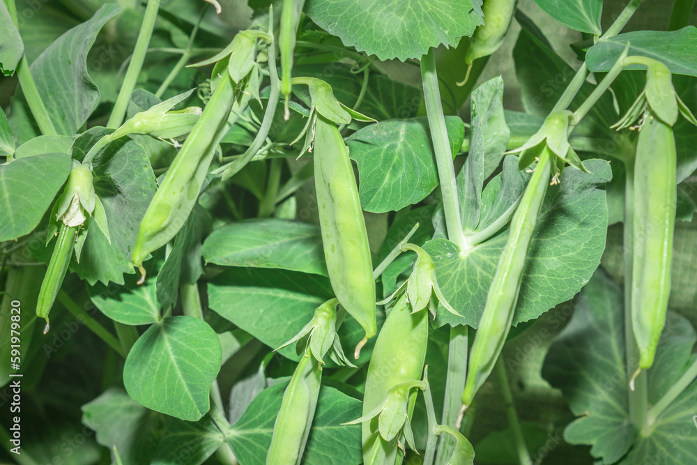 Sugar Snap peas (possum sativum), Cape Town, South Africa Sugar Snap peas (possum sativum), Cape Town, South Africa